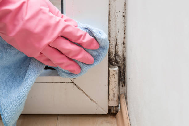 Best Attic Mold Removal  in Avondale, PA